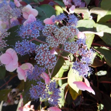 hydrangea-aspera-hot-chocolate-hpopr012--258-p[ekm]1000x1000[ekm]